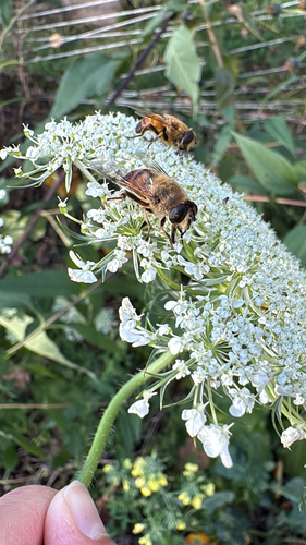 Unknown species found near Trimtown Rd, North Scituate, RI, US