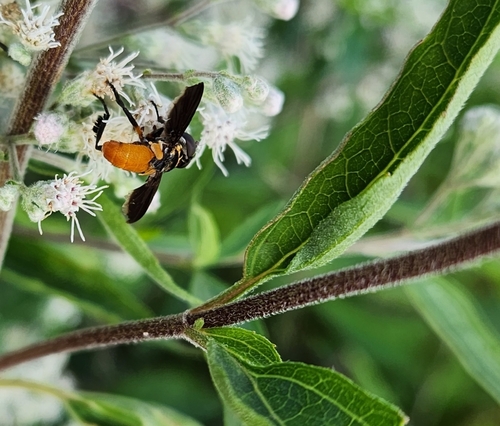 Unknown species found near Downtown Bentonville, Bentonville, AR 72712, USA