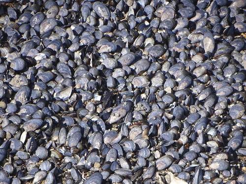 Mytilus edulis
