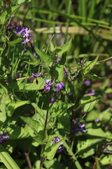 Solanum dulcamara
