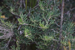 Indigofera hamulosa
