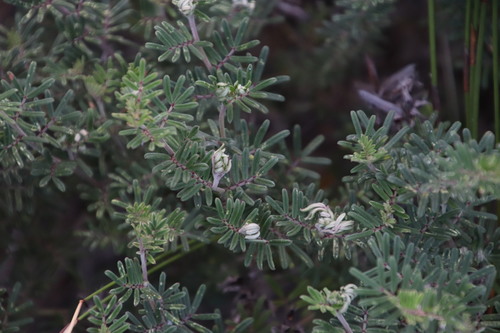 Image of Indigofera praetermissa by (c) Tony Rebelo, some rights reserved (CC BY-SA)