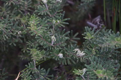 Indigofera hamulosa