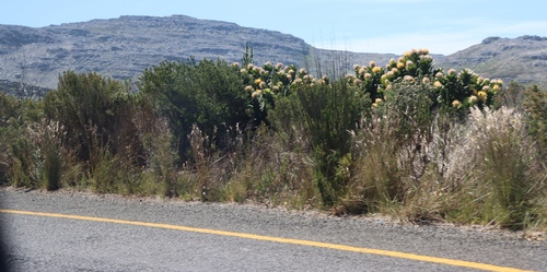 True Thatchreed (Thamnochortus insignis)