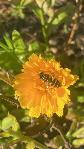 Unknown species found near E Alumni Ave, Kingston, RI, US