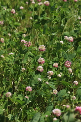Trifolium hybridum