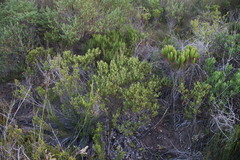 Diospyros glabra
