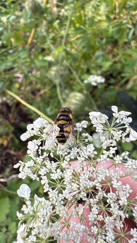 Unknown species found near Trimtown Rd, North Scituate, RI, US