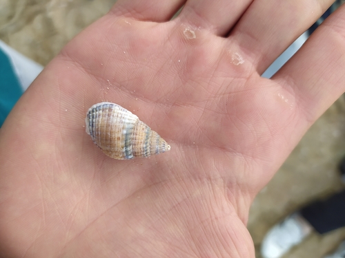 Tritia reticulata