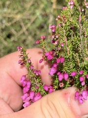 Erica tenella