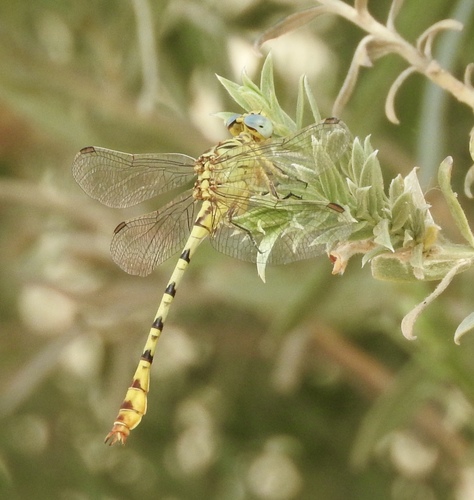 Brimstone Clubtail photo 4