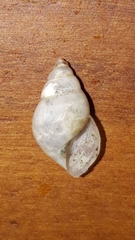 Bulimulus tenuissimus