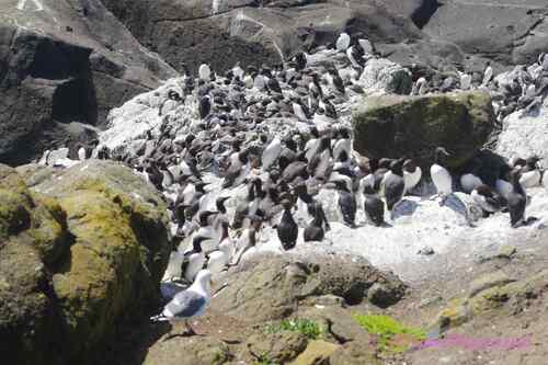 Common Murre photographed in Oregon