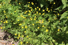 Ranunculus repens