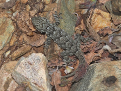 Tarentola mauritanica mauritanica