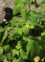Impatiens parviflora