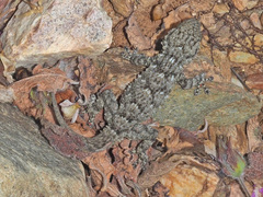 Tarentola mauritanica mauritanica