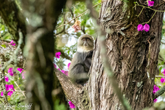 Cercopithecus mitis kolbi