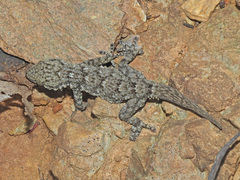 Tarentola mauritanica mauritanica