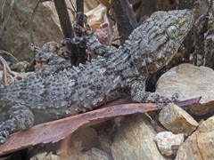 Tarentola mauritanica mauritanica