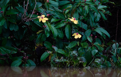 Dillenia excelsa, photograph (c) Paul Prior, some rights reserved (CC BY)
