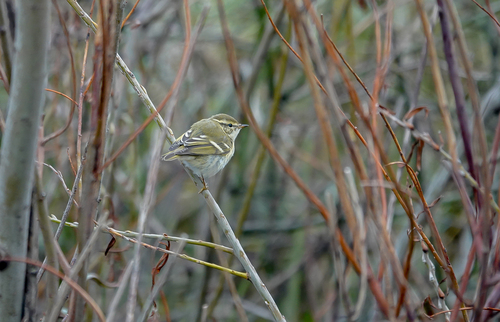 Yellow-browed Warbler, Botlek, Rotterdam, Nederland, photo 9 of 10