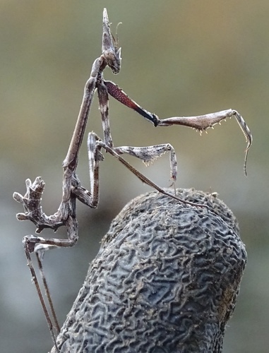 Conehead Mantis