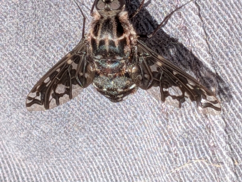Unknown species found near Owen Brown, Columbia, MD, USA