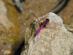 Trithemis persephone