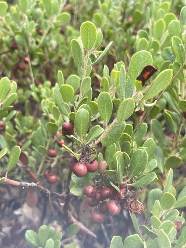 Sandmat Manzanita fruiting