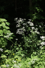 Anthriscus sylvestris