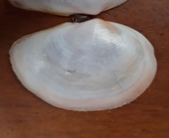 Sanguinolaria sanguinolenta