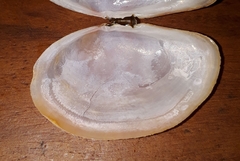 Sanguinolaria sanguinolenta