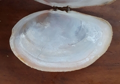 Sanguinolaria sanguinolenta