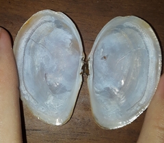 Sanguinolaria sanguinolenta