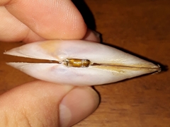 Sanguinolaria sanguinolenta