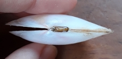Sanguinolaria sanguinolenta
