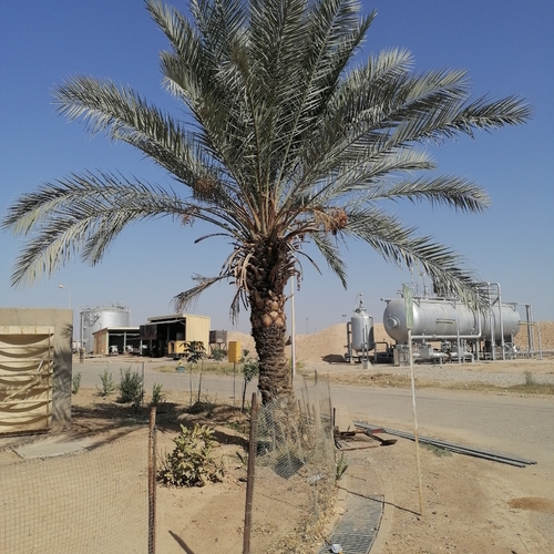 Date Palm
