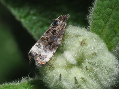 Endothenia sororiana