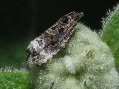 Endothenia sororiana