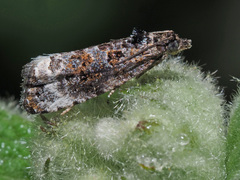 Endothenia sororiana