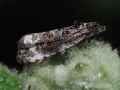 Endothenia sororiana