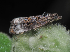 Endothenia sororiana