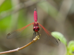 Trithemis selika