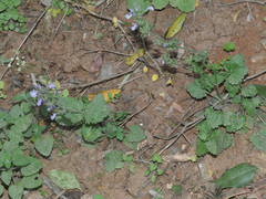 Nepeta melissifolia