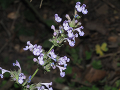 Nepeta melissifolia