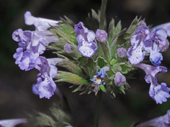 Nepeta melissifolia