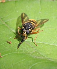 Temnostoma vespiforme