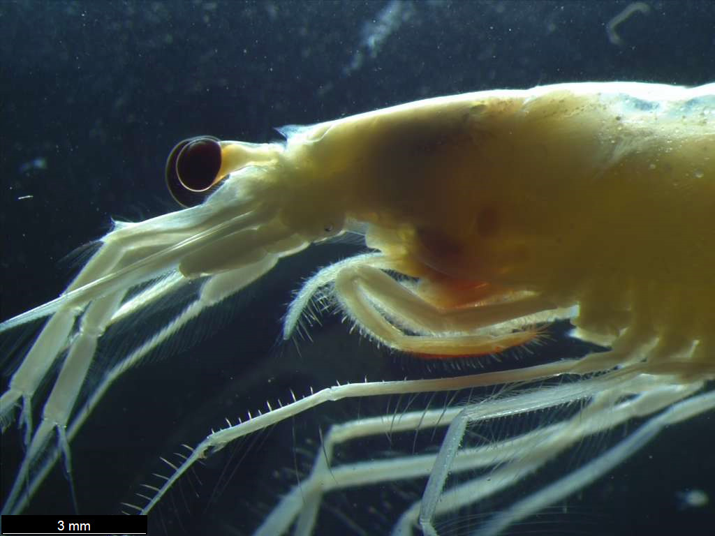 Arctic red prawn