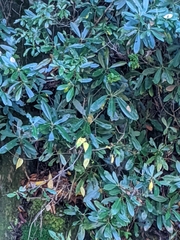 Pittosporum tobira